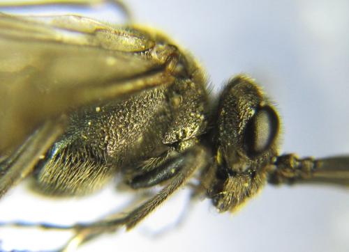 Réf. 342 754 : Dolerus picipes