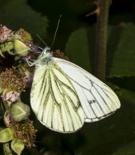 Réf. 342 101 : Pieris napi