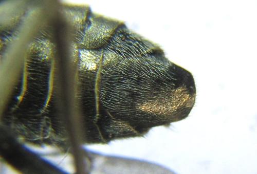 Réf. 342 478 : Dolerus liogaster