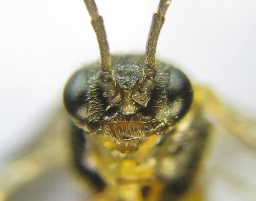 Réf. 342 496 : Pristiphora pallidiventris