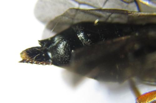 Réf. 342 518 : Blasticotoma filiceti