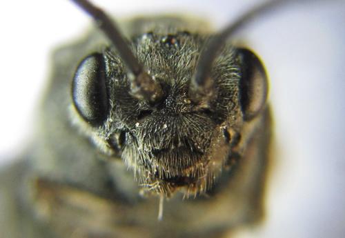 Réf. 342 607 : Dolerus niger