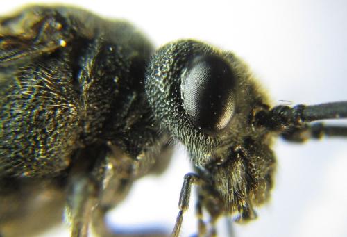 Réf. 342 628 : Dolerus niger