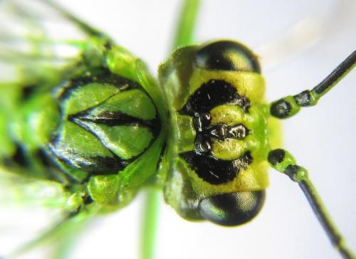 Réf. 342 737 : Rhogogaster punctulata