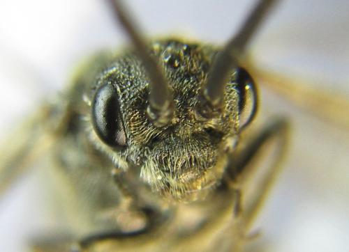 Réf. 342 755 : Dolerus picipes