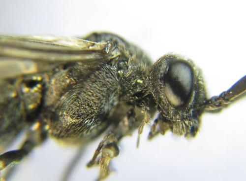 Réf. 342 458 : Oncodolerus eversmanni
