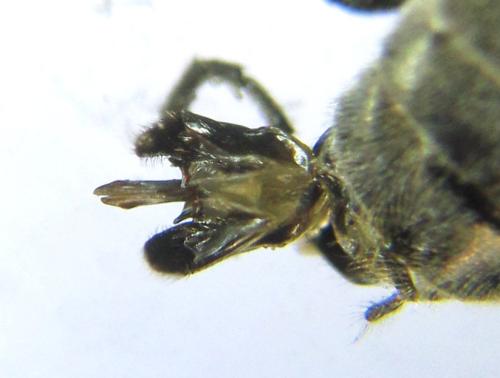 Réf. 342 479 : Dolerus liogaster