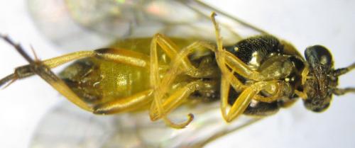 Réf. 342 497 : Pristiphora pallidiventris