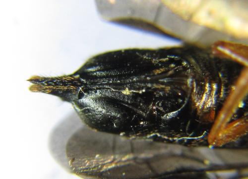 Réf. 342 519 : Blasticotoma filiceti