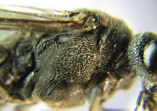 Réf. 342 629 : Dolerus niger
