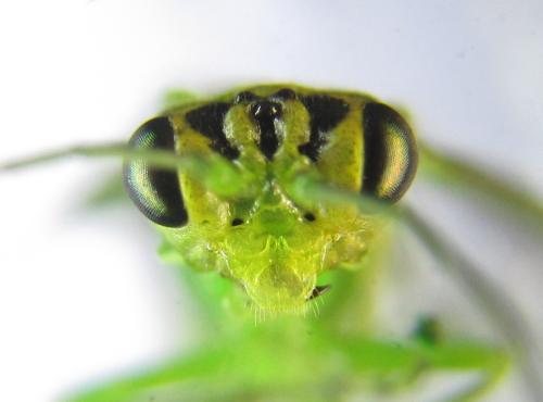 Réf. 342 738 : Rhogogaster punctulata