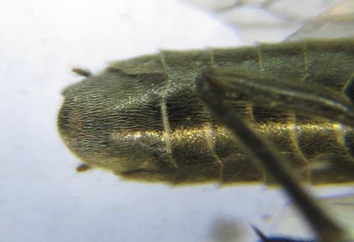 Réf. 342 756 : Dolerus picipes