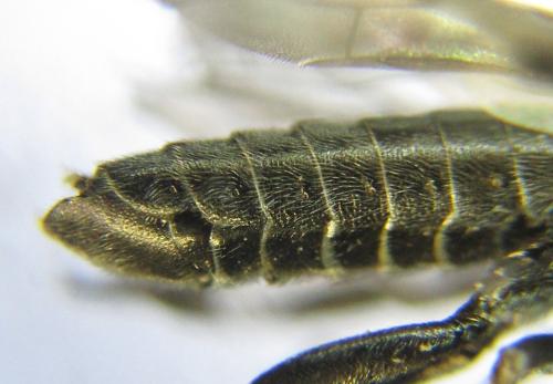 Réf. 342 459 : Oncodolerus eversmanni