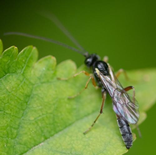 Réf. 342 237 : Campopleginae inconnu
