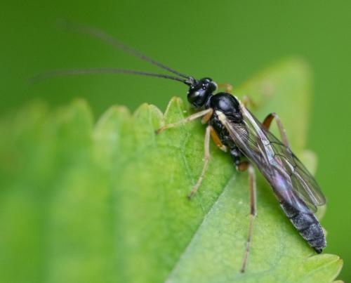 Réf. 342 238 : Campopleginae inconnu