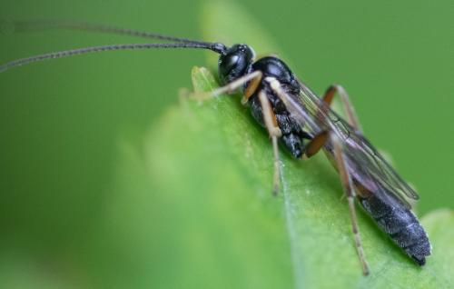 Réf. 342 236 : Campopleginae inconnu