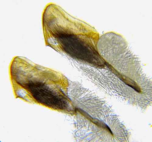 Dolerus liogaster