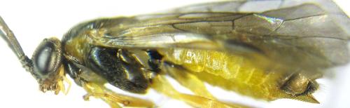 Réf. 342 498 : Pristiphora pallidiventris