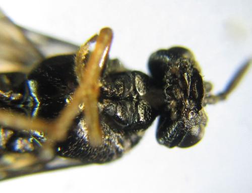 Réf. 342 520 : Blasticotoma filiceti