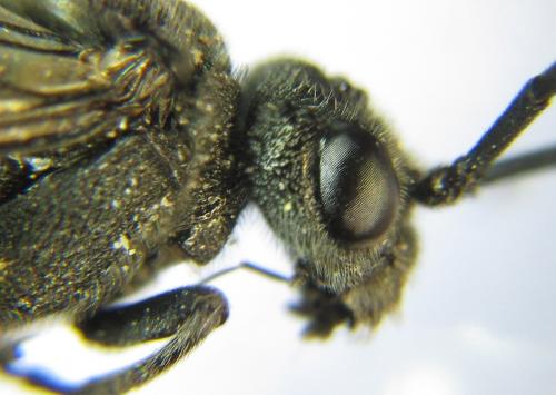Réf. 342 609 : Dolerus niger