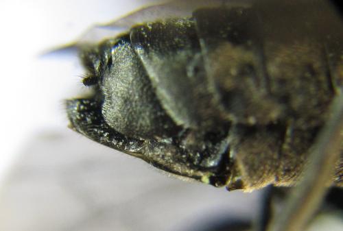 Réf. 342 630 : Dolerus niger