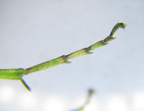 Réf. 342 739 : Rhogogaster punctulata