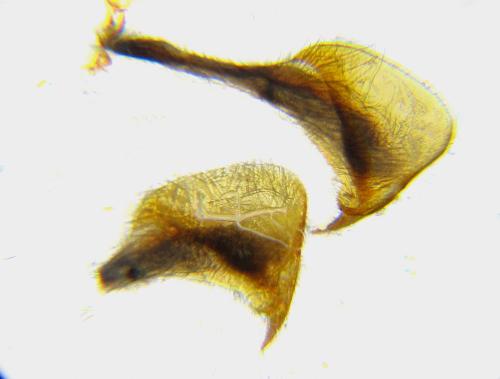 Réf. 342 757 : Dolerus picipes