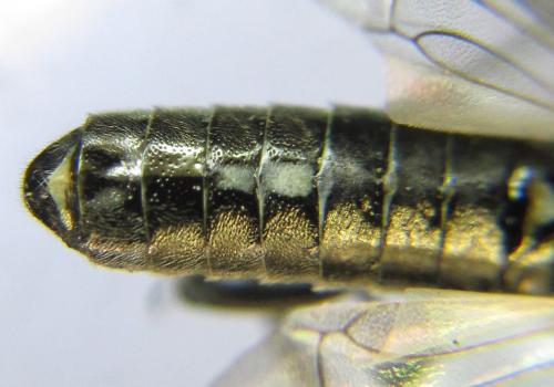 Réf. 342 460 : Oncodolerus eversmanni