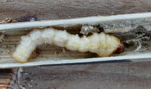 Réf. 342 877 : Agapanthia irrorata