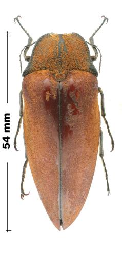 Sternocampsus inconnvillosus