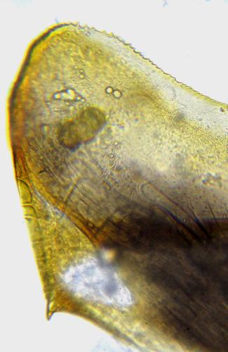 Dolerus liogaster