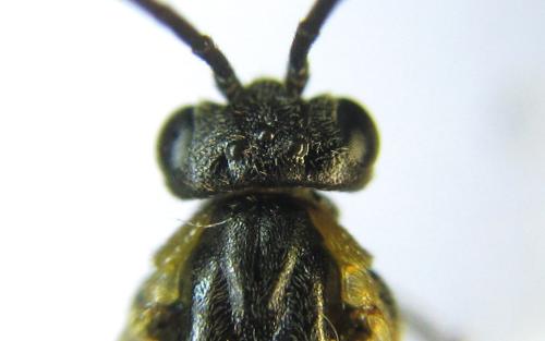 Réf. 342 499 : Pristiphora pallidiventris