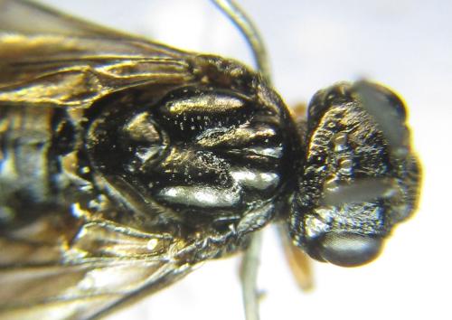 Réf. 342 521 : Blasticotoma filiceti