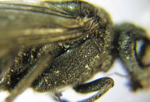 Réf. 342 610 : Dolerus niger