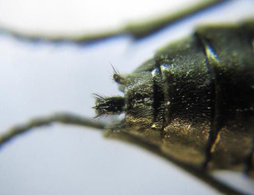 Réf. 342 631 : Dolerus niger