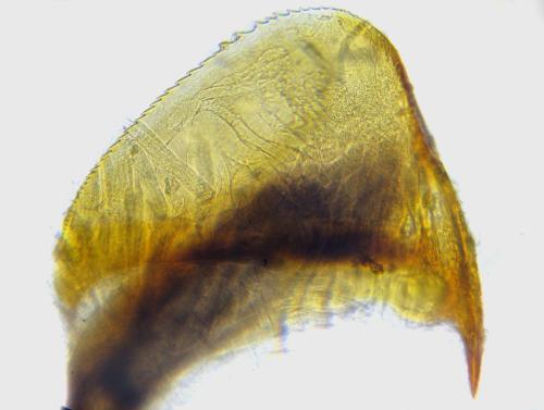 Réf. 342 758 : Dolerus picipes