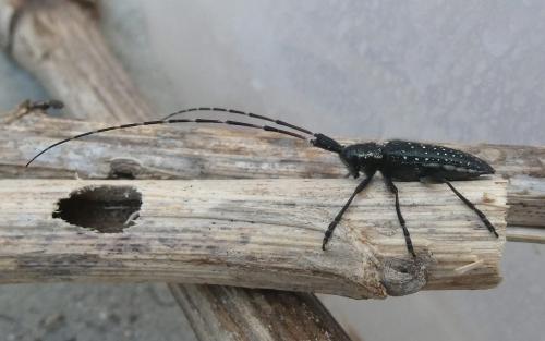 Réf. 342 942 : Agapanthia irrorata