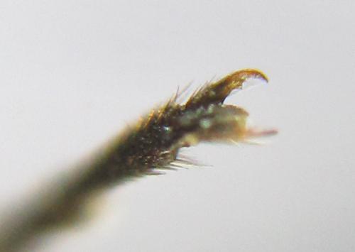 Oncodolerus eversmanni