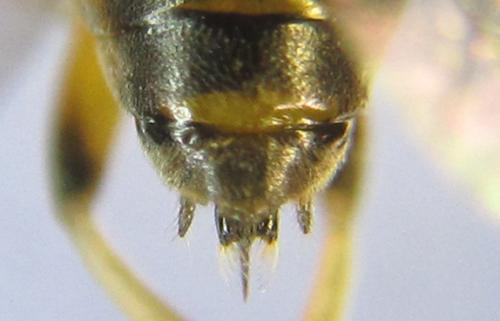 Réf. 342 500 : Pristiphora pallidiventris