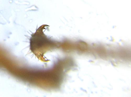Réf. 342 522 : Blasticotoma filiceti