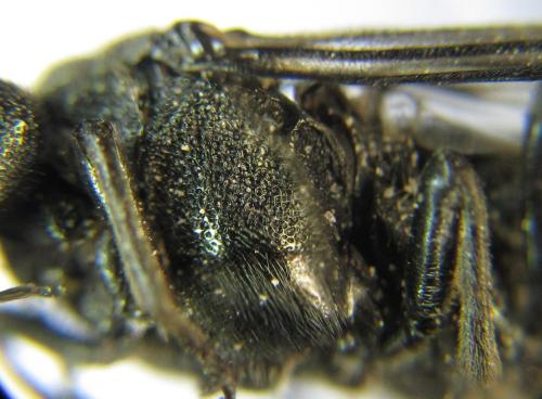 Réf. 342 611 : Dolerus niger