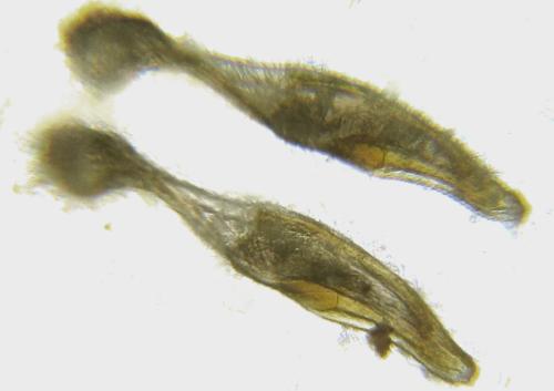 Réf. 342 462 : Oncodolerus eversmanni