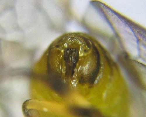 Réf. 342 501 : Pristiphora pallidiventris