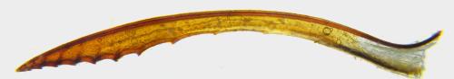 Réf. 342 523 : Blasticotoma filiceti