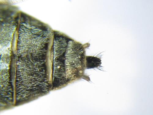 Réf. 342 612 : Dolerus niger