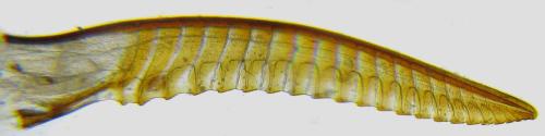 Dolerus niger