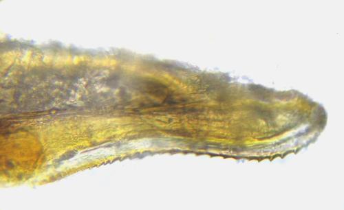 Réf. 342 463 : Oncodolerus eversmanni