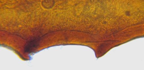 Réf. 342 524 : Blasticotoma filiceti