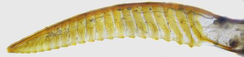 Réf. 342 613 : Dolerus niger