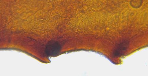 Réf. 342 525 : Blasticotoma filiceti